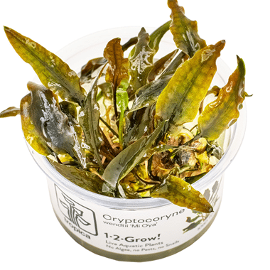 Cryptocoryne wendtii 'Mi Oya'