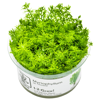 Myriophyllum sp. 'Guyana'