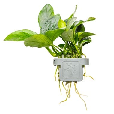 Anubias barteri nana