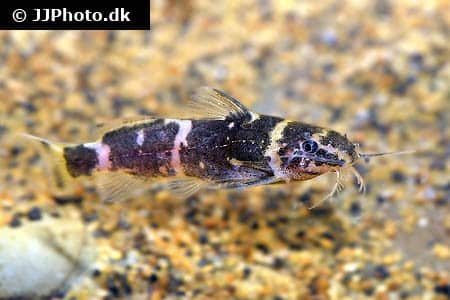 Microsynodontis sp. "Nigeria"