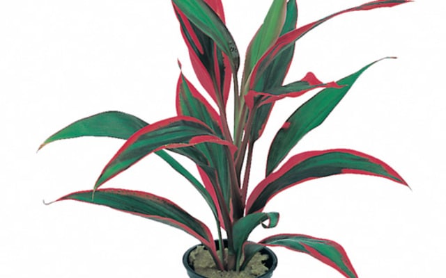 Cordyline 'Red Edge' 5,5cm potte