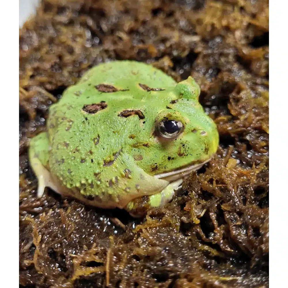Hornfrø Matcha "Ceratophrys cranwelli"