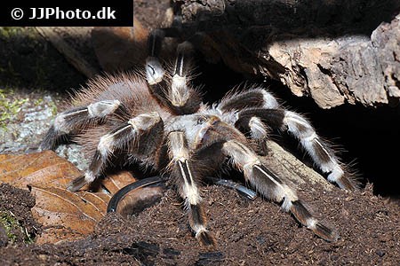 Fugleedderkop "Nhandu chromatus" + terrarie