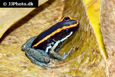 Pilegiftfrø "Phyllobates vittatus"