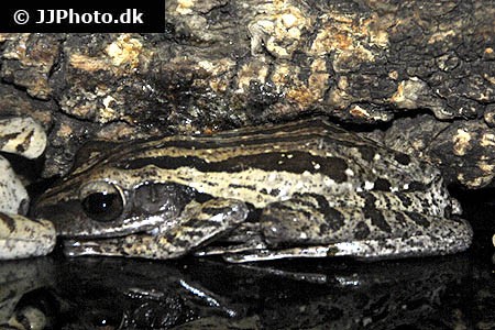 Polypedates leucomystax