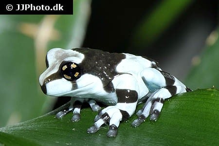 Mælkefrø "trachycephalus resinifictrix"