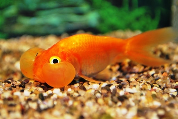 Slørhale "Bubble Eye" 7-8 cm