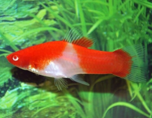 Sværddrager "Koi Kohaku"