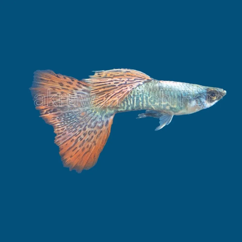 Guppy "Luminous Red Grass" PAR