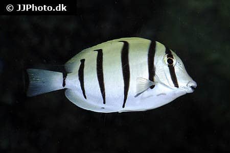 Acanthurus triostegus