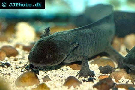 Axolotl unger "DK Opdræt"