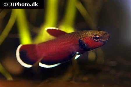 Vild kampfisk "Betta channoides"