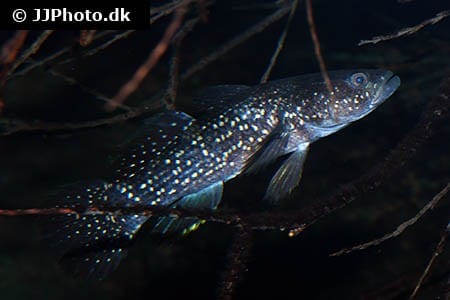 Ophiocara porocephala