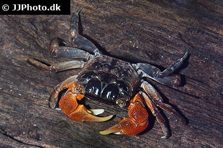 Rød mangrove krabbe "Parasesarma bidens"