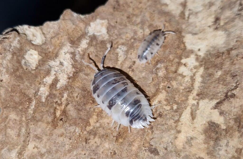 Bænkebider Porcellio Laevis "Dairy Cow"