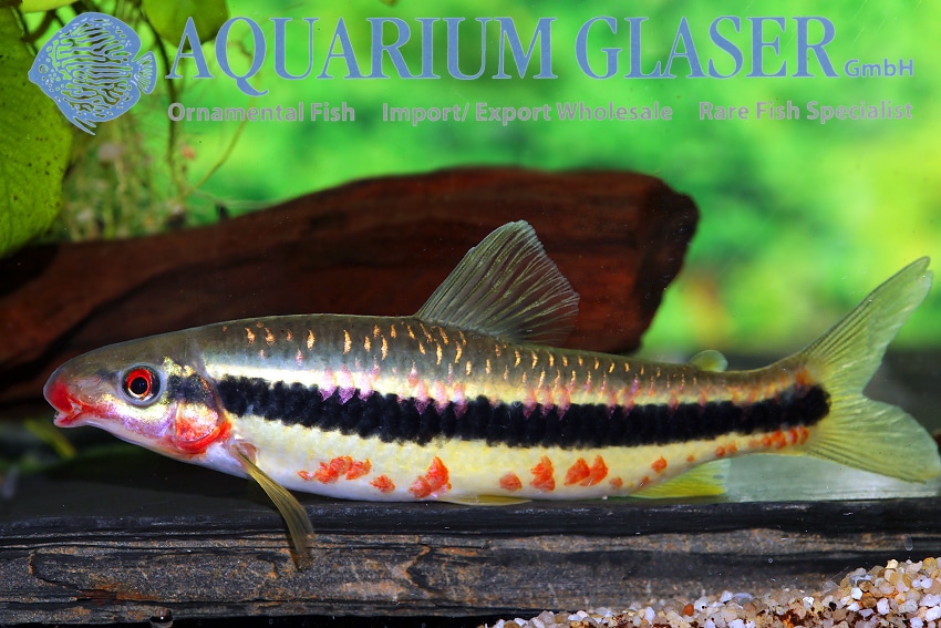 Leporinus amae 12-15cm