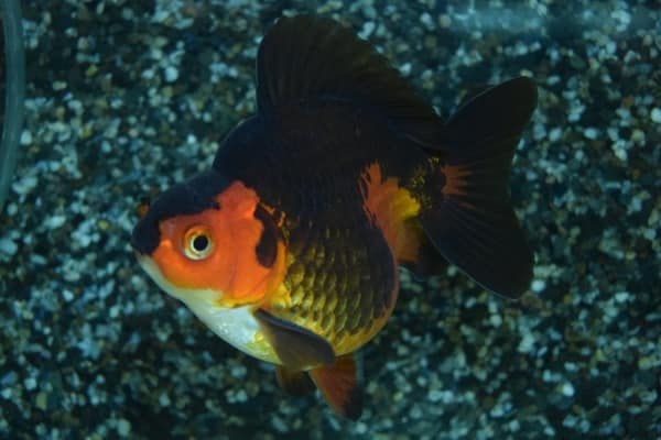 Slørhale ryukin shorttail mix 5-6 cm