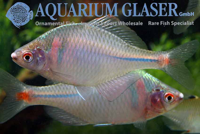 Rhodeus ocellatus