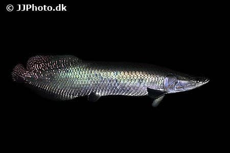 Arapaima “Arapaima gigas” 15-20 cm