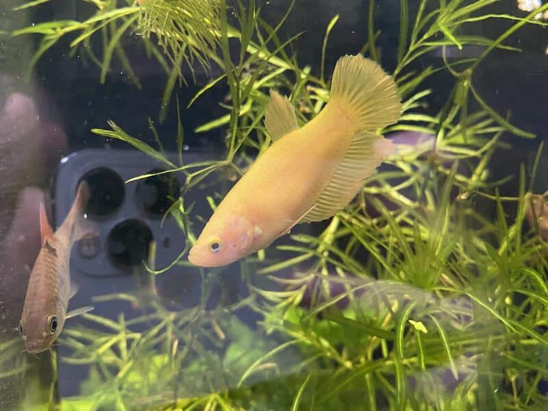 Kampfisk hun, Yellow plakat