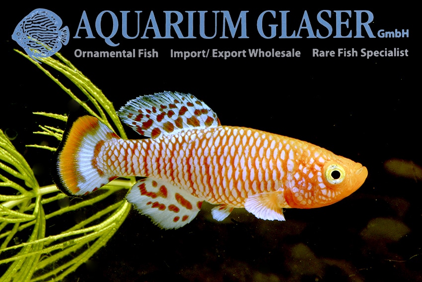 Nothobranchius rachovii PAR