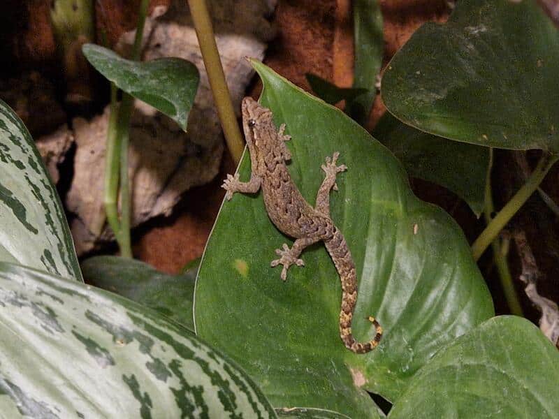 Jomfrugekko "Lepidodactylus lugubris"