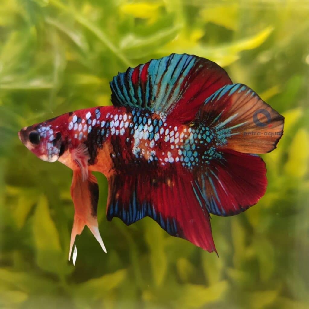 Kampfisk han, Doubletail Plakat Koi