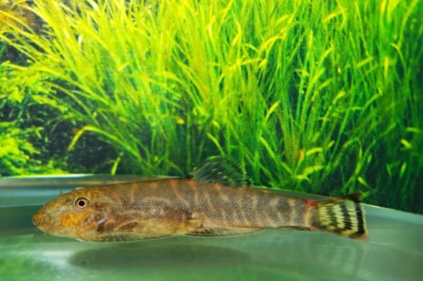 Gastromyzon sp. filiusia tigris