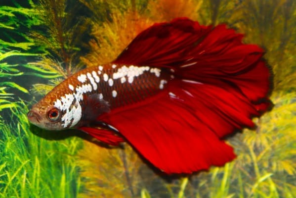 Kampfisk han, Halfmoon Red Dragon