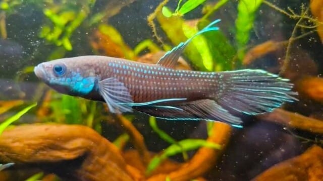Vild kampfisk "Betta ocellata"