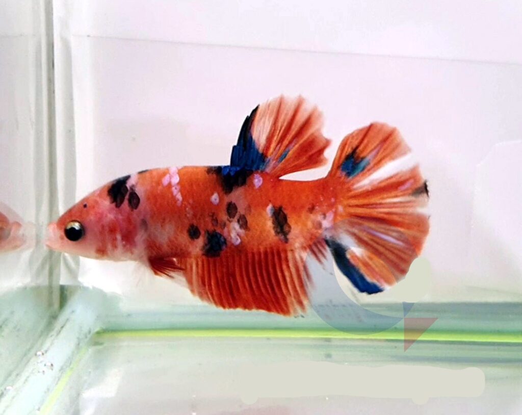 Kampfisk han, Plakat Koi