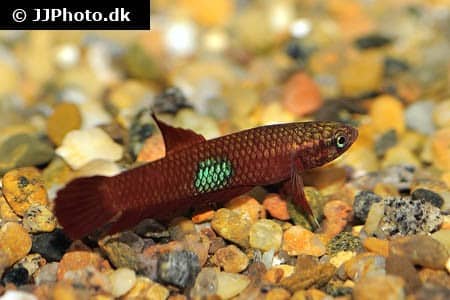 Vild kampfisk "Betta brownorum"