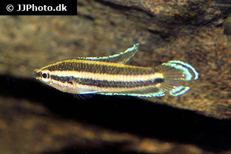 Parosphromenus deissneri