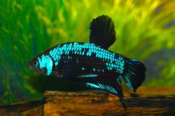 Kampfisk han, Plakat Blue Samurai