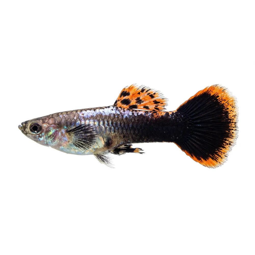 Guppy "Pink Tuxedo" PAR