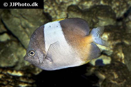 Hemitaurichthys zoster