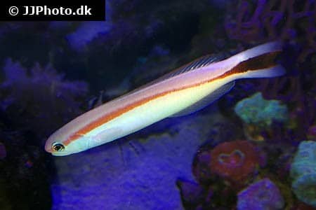 Hoplolatilus marcosi