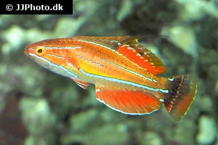 Paracheilinus carpenteri