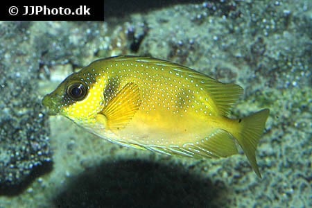 Rævefjæs "Gold sp."