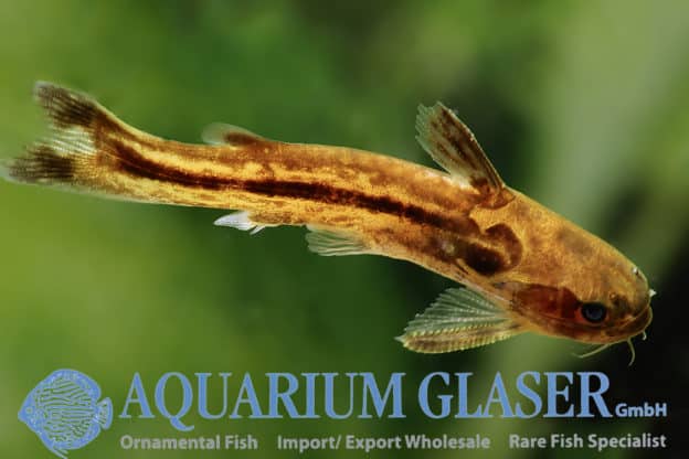 Tatia reticulatus