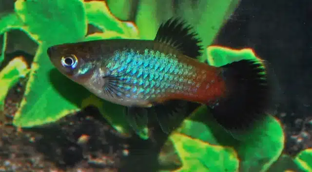Platy "Rødblå Wagtail"