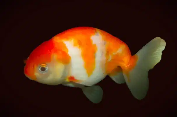 Slørhale "Ranchu red/white"  5-6 cm