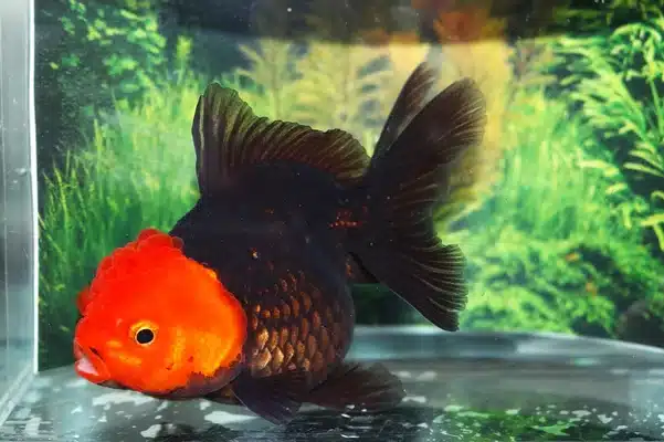 Slørhale "Black red cap" 8-10 cm
