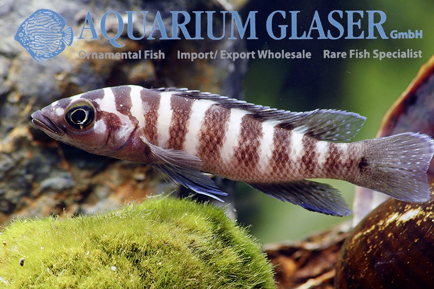 Neolamprologus cylindricus 6-7 cm