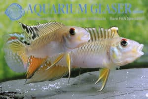 Nanochromis teugelsi "Bandundu"