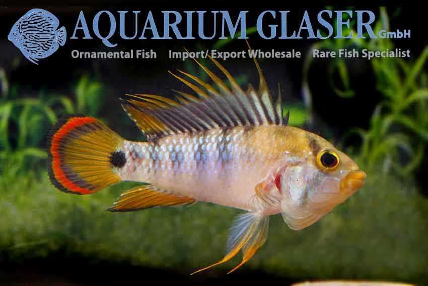Apistogramma baenschi "Inka" PAR