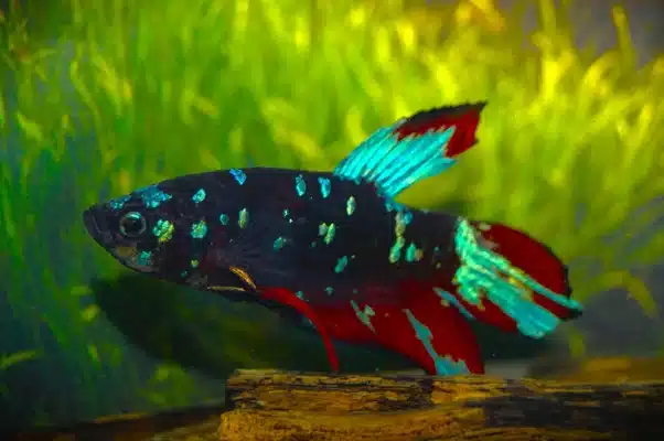 Kampfisk han, Plakat Black Star