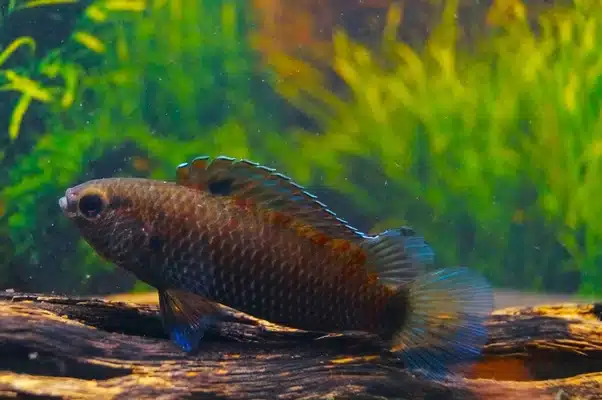 Badis andrewraoi VF