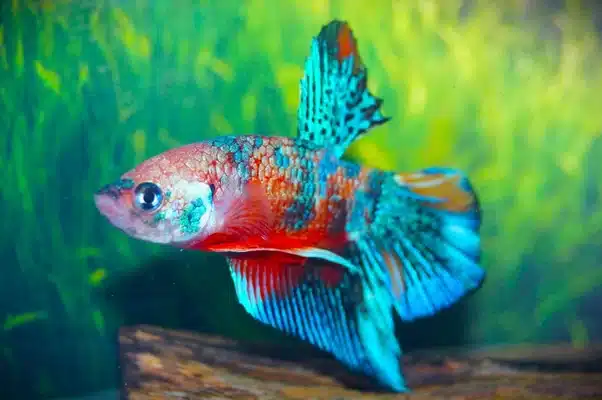 Kampfisk han, Plakat Multicolour