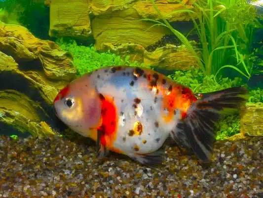 Slørhale "Ranchu calico" 5-6 cm